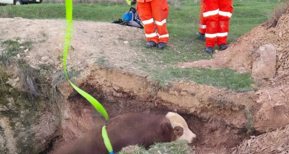 Holy cow! SES rescues calf from four metre pit