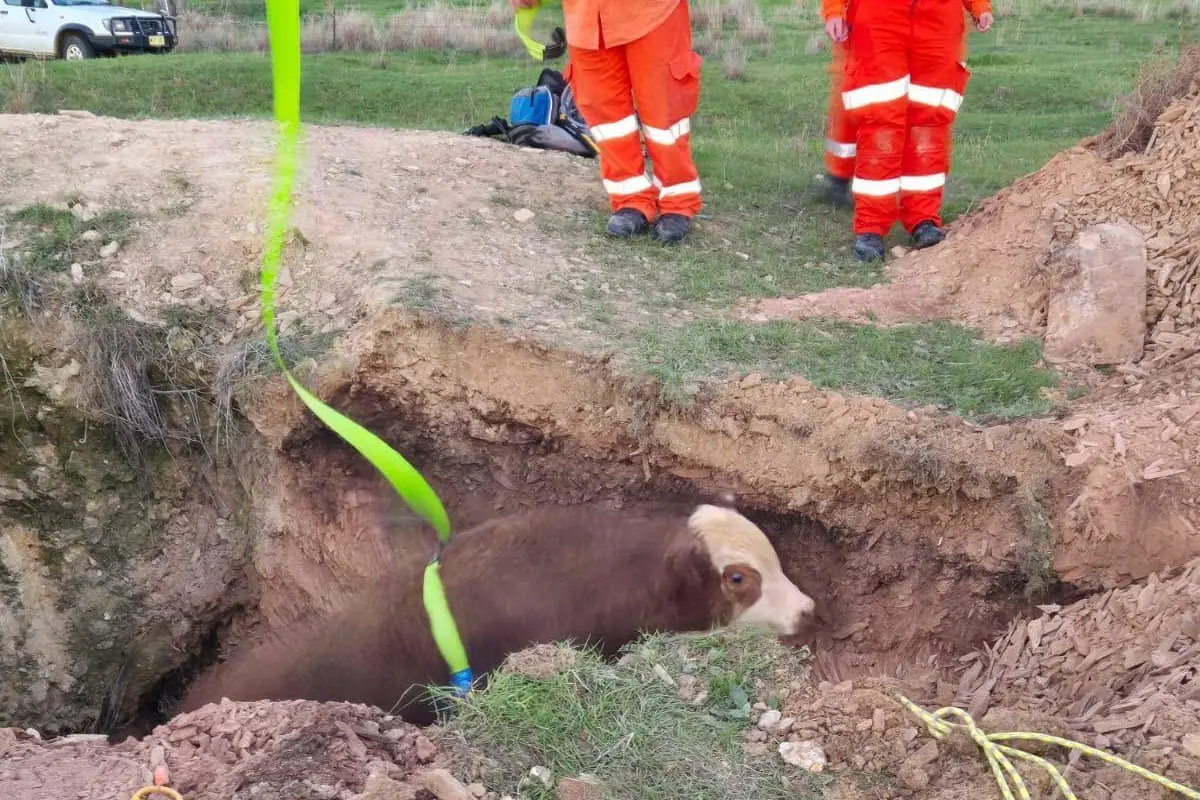 The Parkes SES Unit was called-in to help rescue an adventurous calf that got stuck in a deep hole on a local farm.