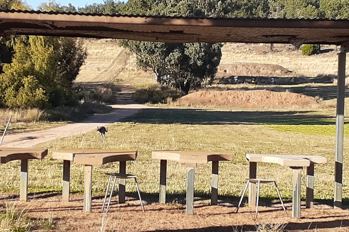 A kangaroo hops across the range at Eugowra, which is set to receive upgrades under the grant. 