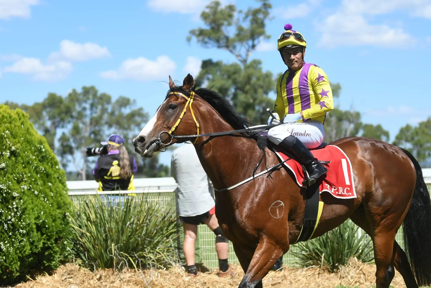 Trainer Connie Greig summed Billy Bent Ear up as, \"no world beater, but an amazing horse in so many ways and I just love him.\" PHOTO: File, Bedgerabong Races