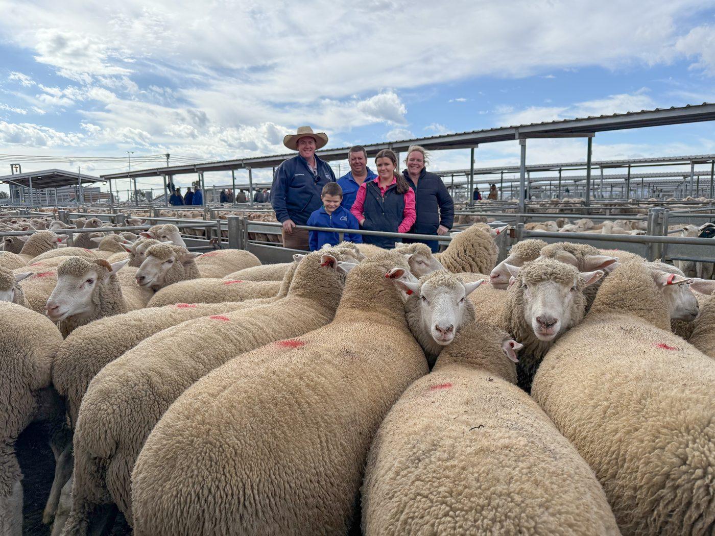 National Price Record Topples In Our Biggest Sheep Sale Yet National Price Record Topples In Our Biggest Sheep Sale Yet