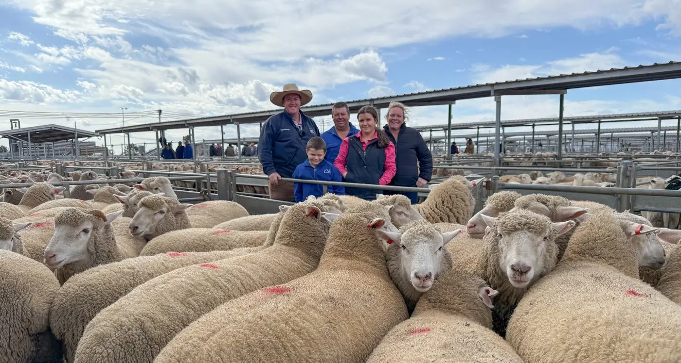 National price record topples in our biggest sheep sale yet