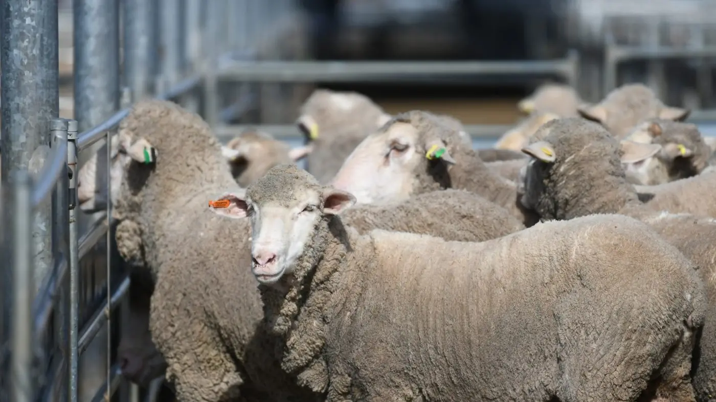 Extra heavies receive $320 to $428/head at Tusday's sale