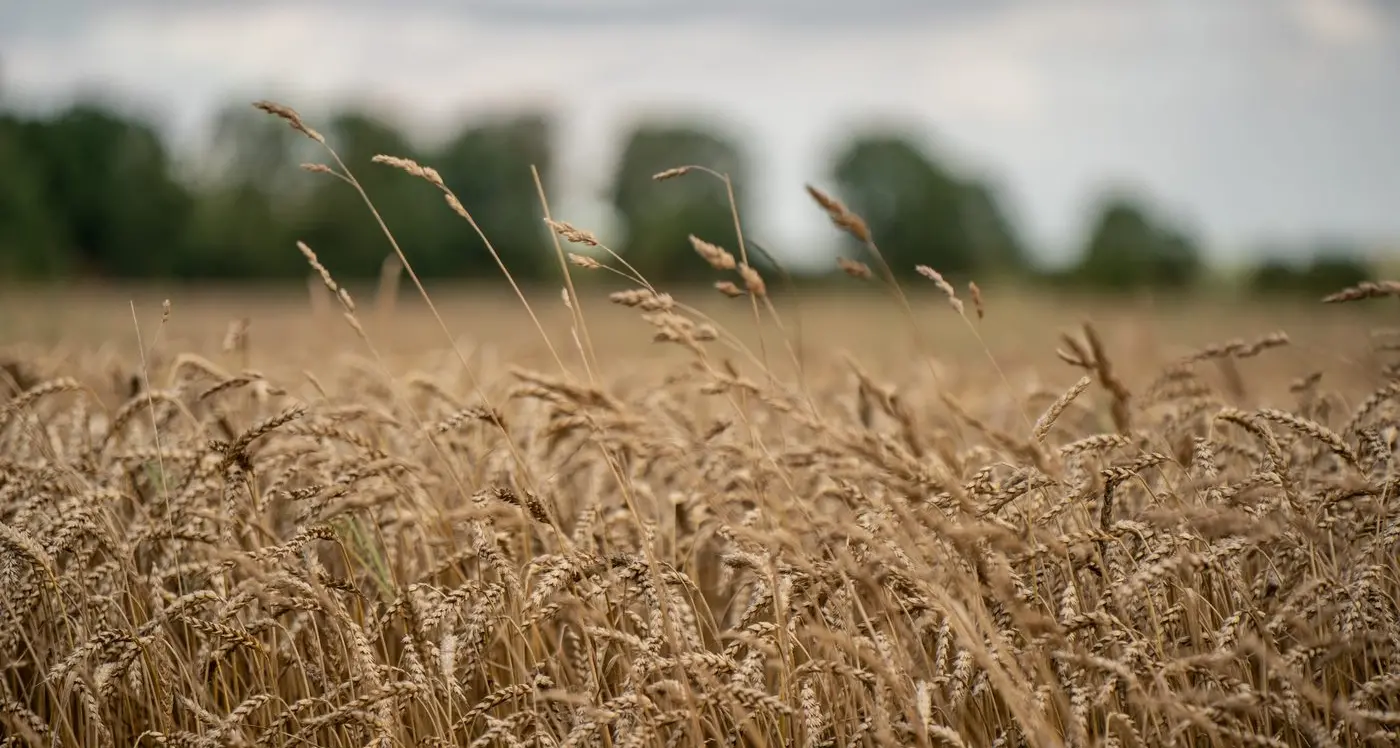 Grains research meeting in Parkes
