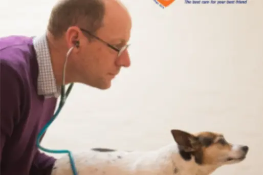 These are common infectious diseases worldwide that can potentially cause severe illness or even death, this is why vaccinations are important for our pets.