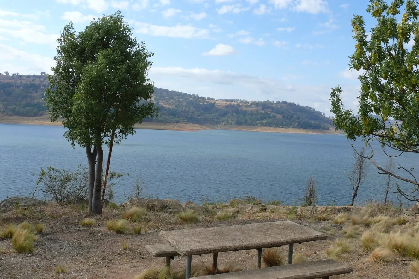 Anglers across the Central West have had a strong chance to bag a Murray Cod with 60,000 released at Wyangala Dam ahead of the summer holiday fishing season.
