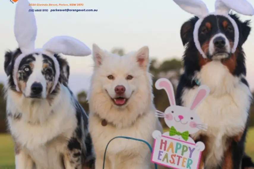 When it comes to chocolate and pets, it\\u2019s better to be safe than sorry. PHOTO: Supplied