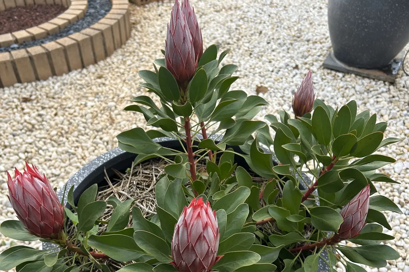 There will be a range of plants on display. Image supplied