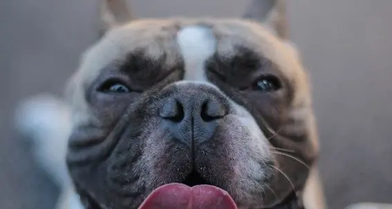 Heatstroke in our pets