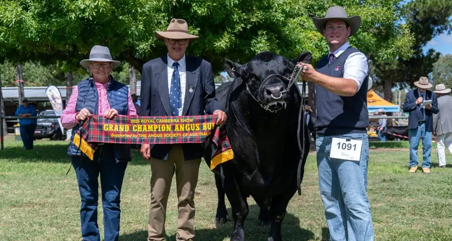Hollywood Angus to celebrate silver milestone at Sydney Royal