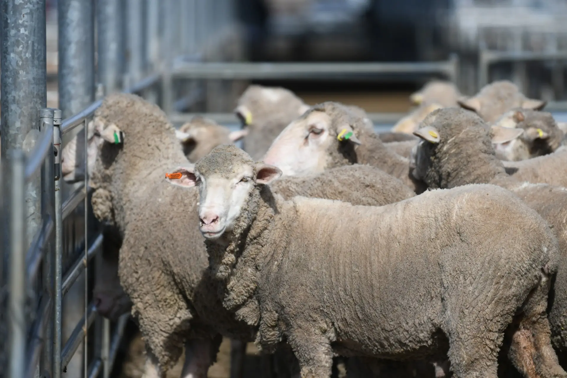 Cows lift 15 to 20c/kg, prices lift for Merino ewes