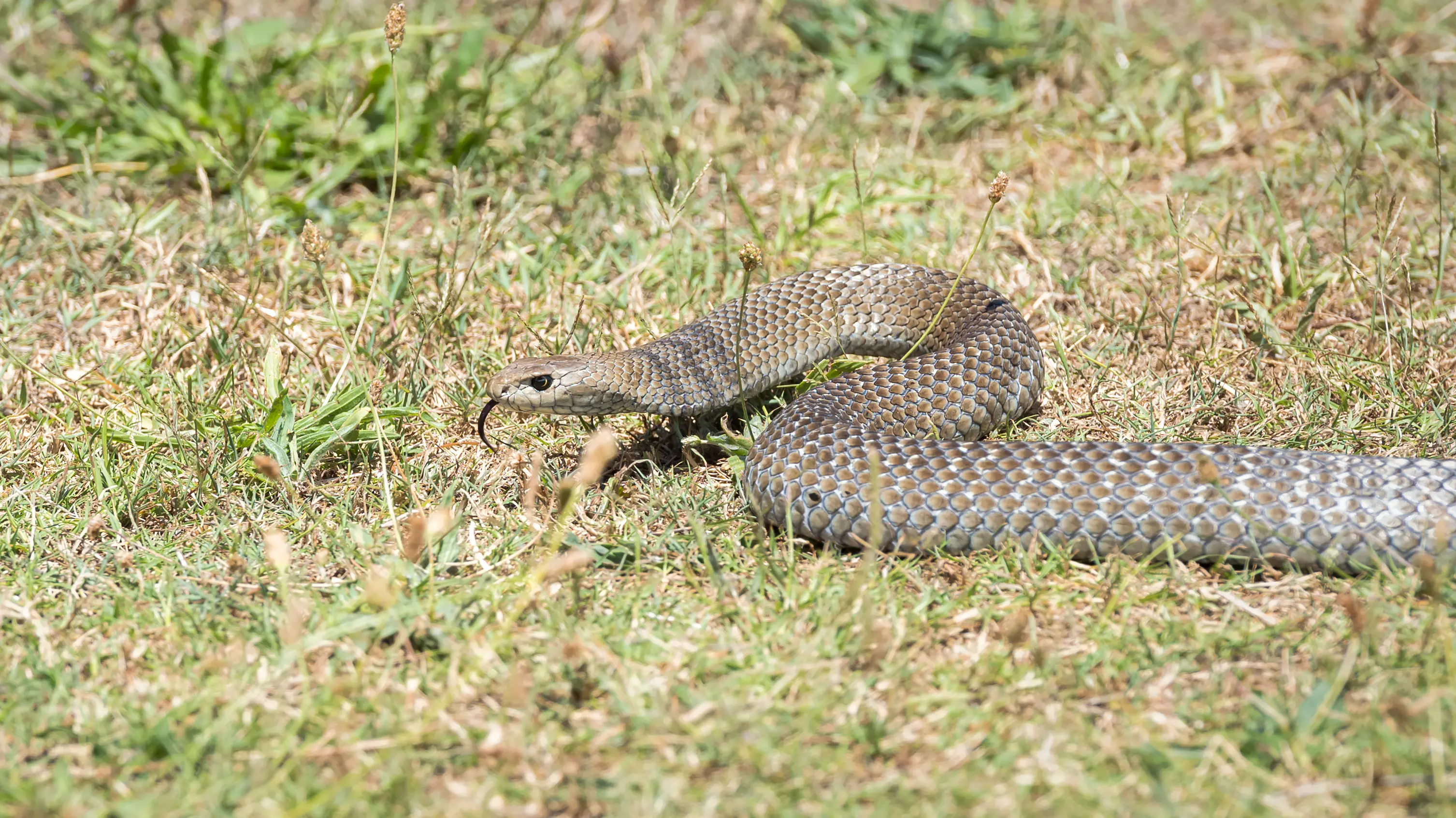 It's snake season: Are your pets safe?