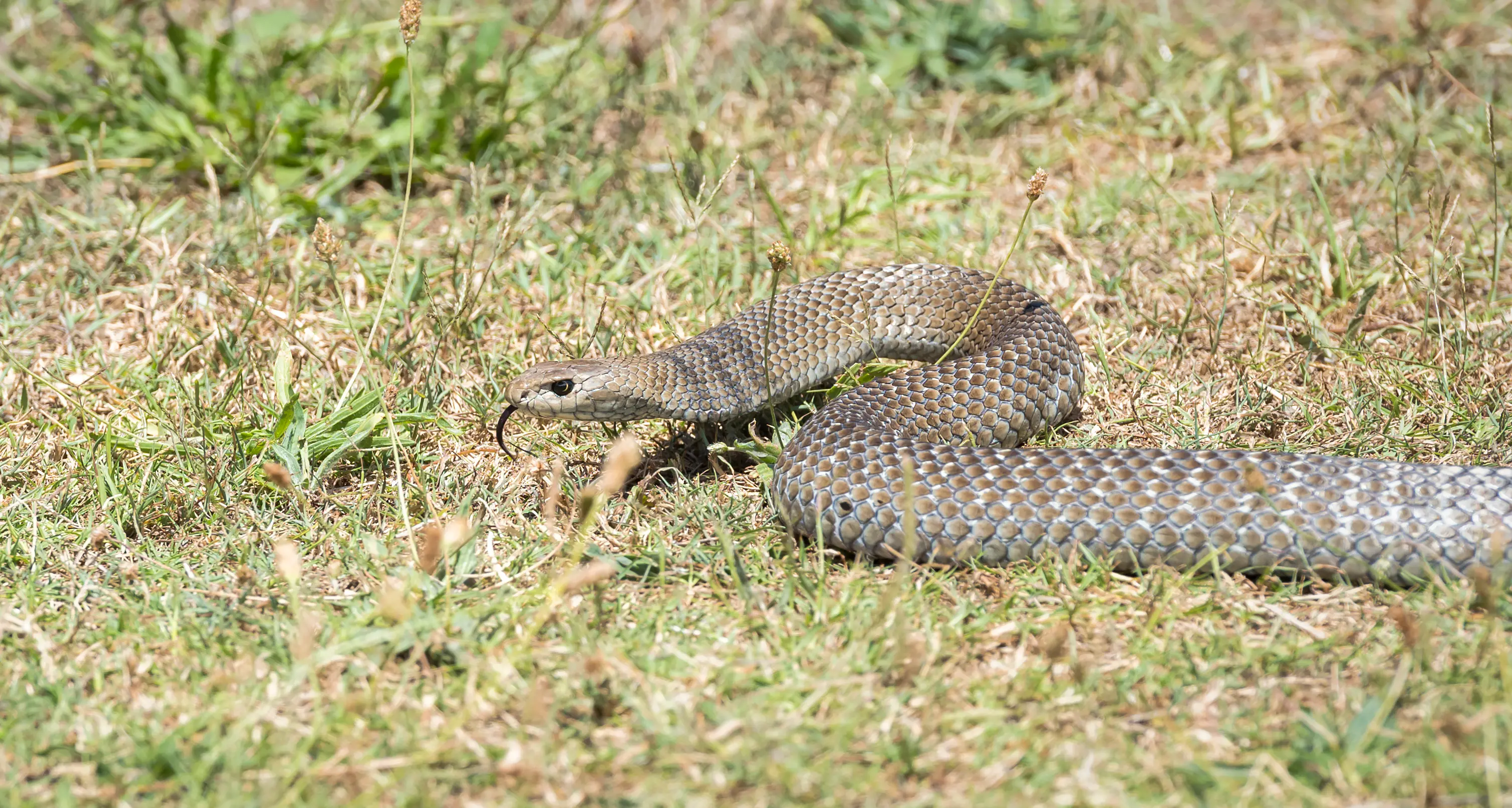 It's snake season: Are your pets safe?