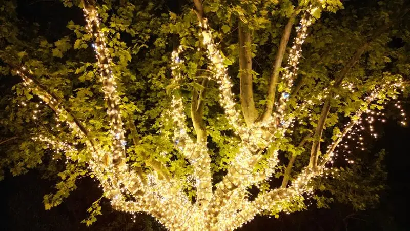 CBD lights up this Christmas