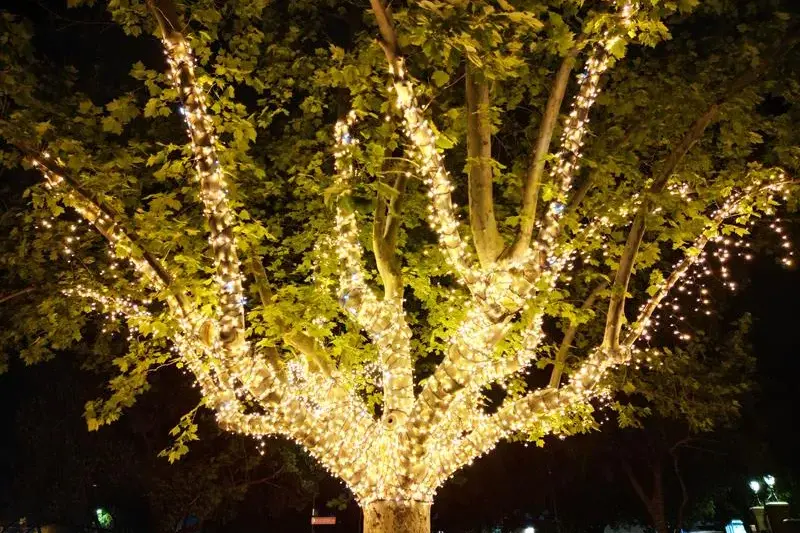 CBD lights up this Christmas