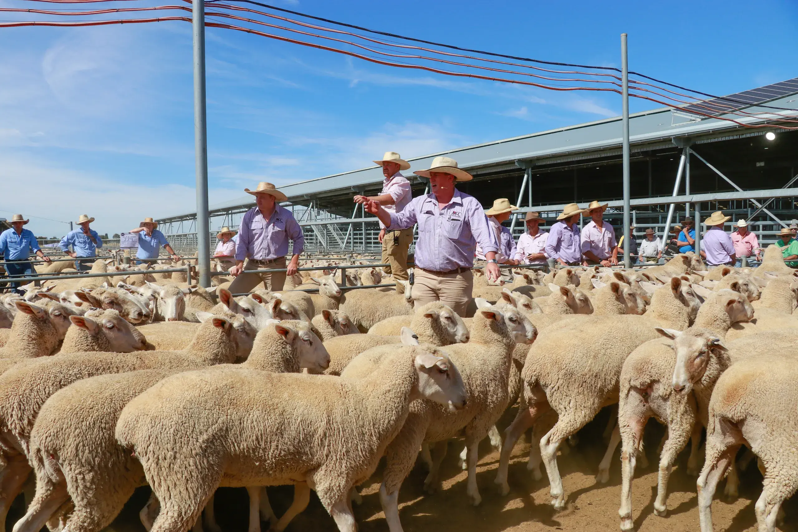 <p>Adam Chudleigh from MCC Chudleigh Dobell Forbes opening the 2025 first cross ewe sale at the Central West Livestock Exchange. </p>\\n