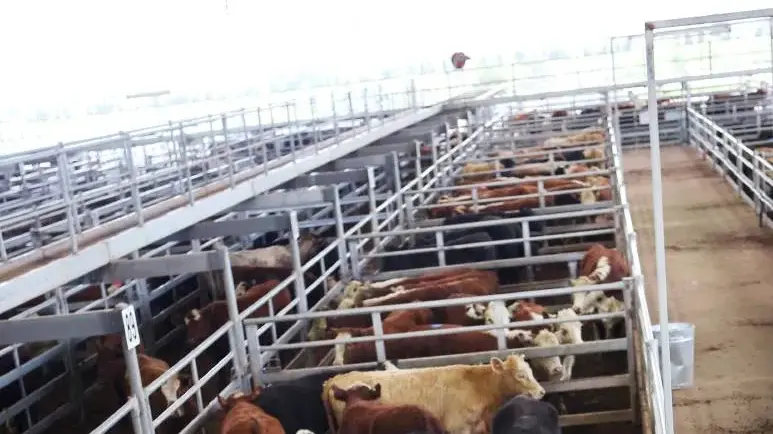 Yearling steers to feed sell from 440 to 507c/kg