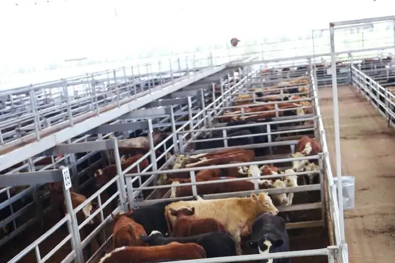 <p>Yearling steers to feed sold from 440 to 507c/kg for middle and heavyweights. </p>\\n