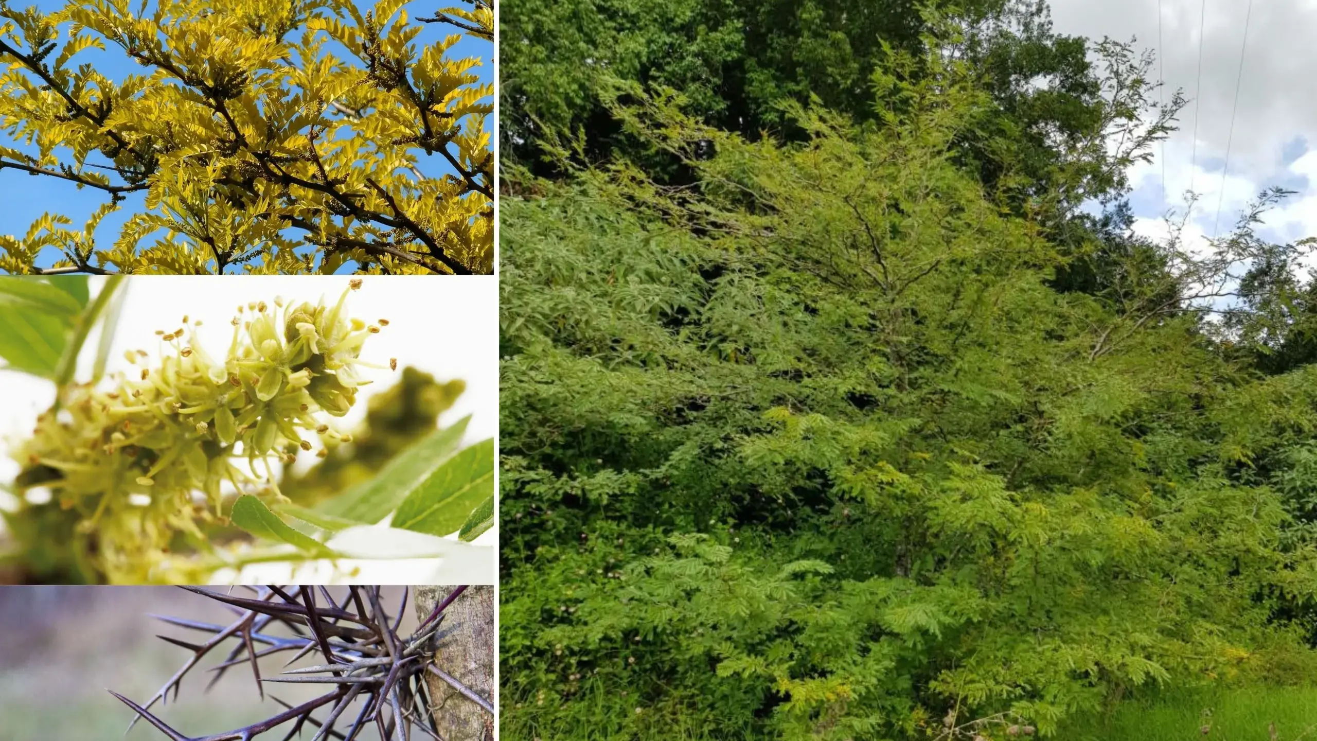 Efforts to remove invasive tree from shire