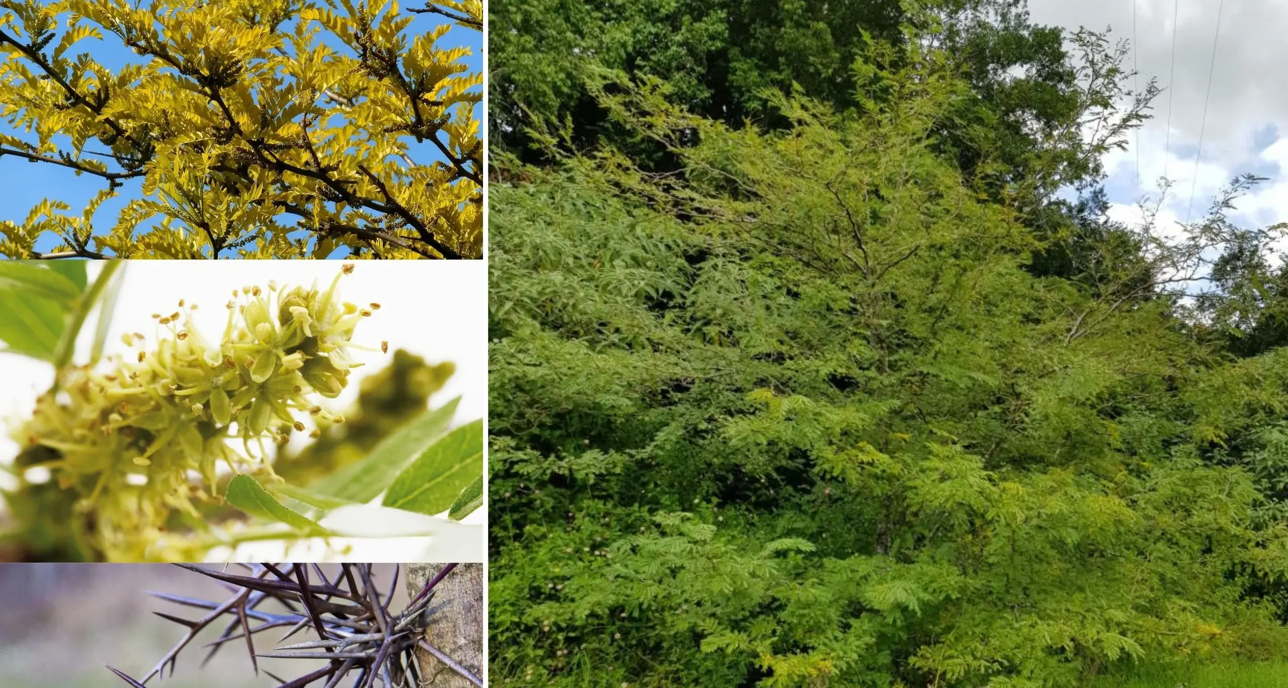 Efforts to remove invasive tree from shire