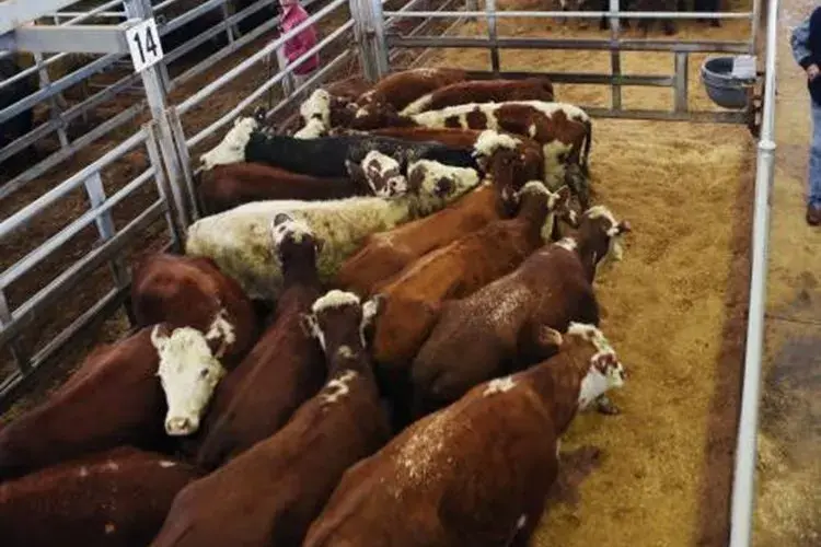 <p>Agents yarded 2282 head for the regular cattle sale at Forbes\\' Central West Livestock Exchange on Monday. </p>\\n