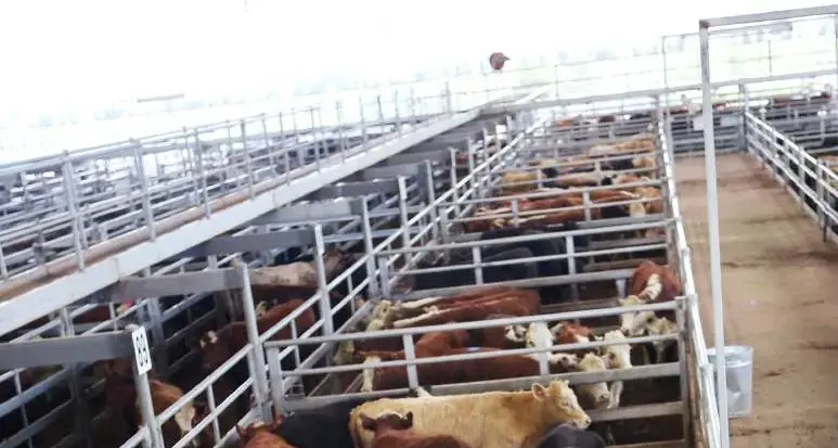 Yearling steers lift 8-12c/kg selling to 509c/kg