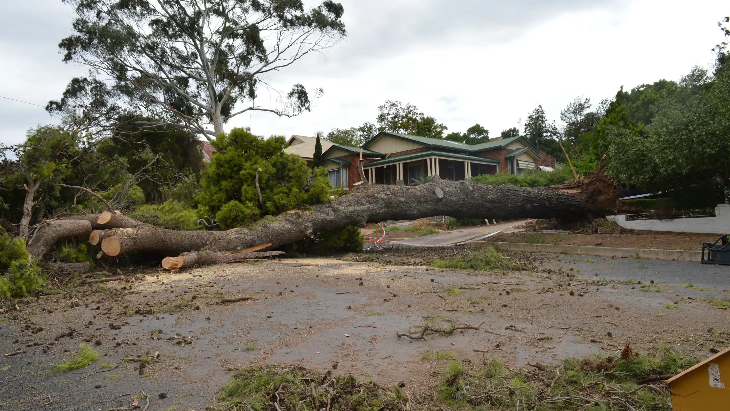 150-year-old 'bellringer's' tree bows out