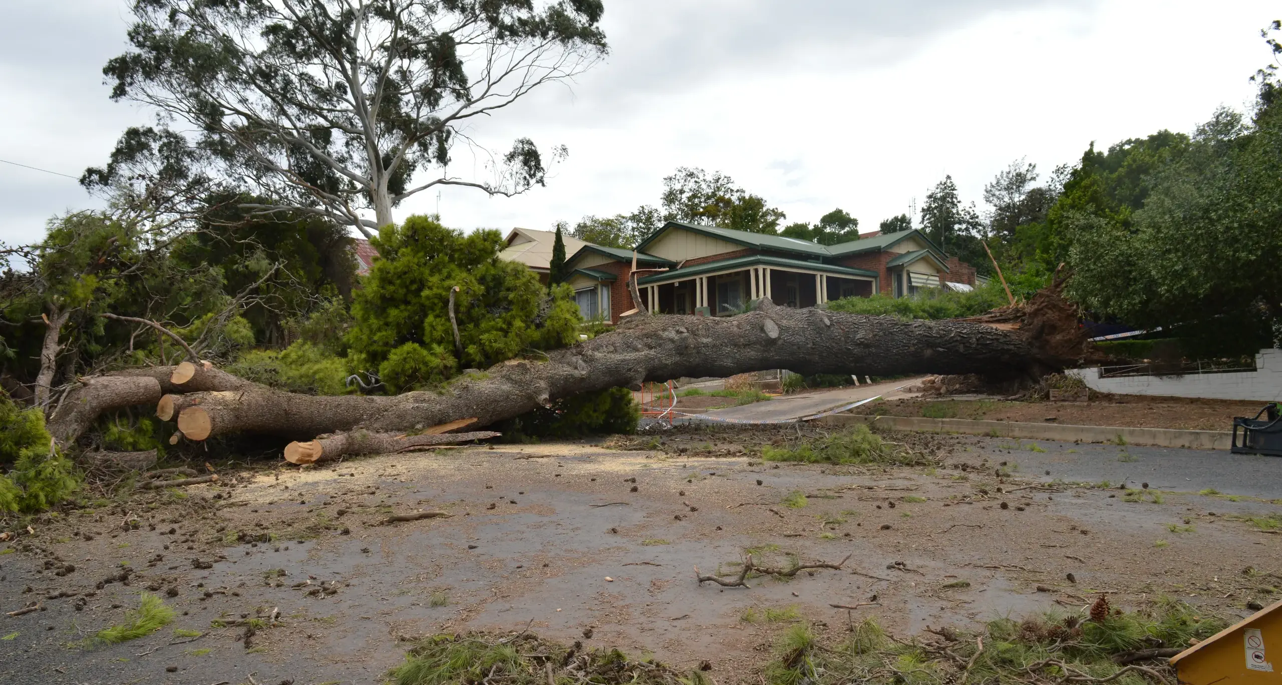 150-year-old 'bellringer's' tree bows out