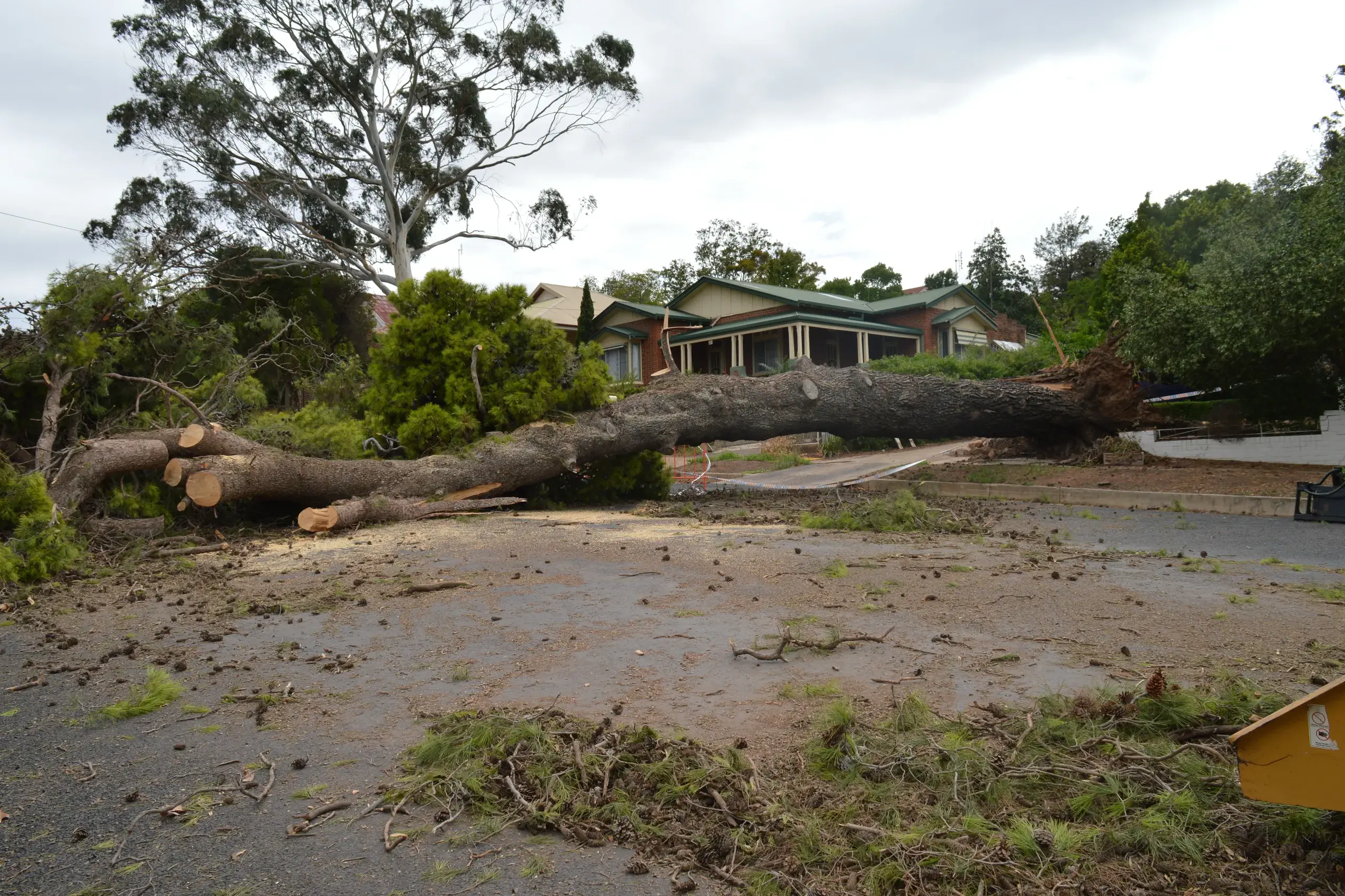 <p>The \\'tallest and oldest tree\\' in Parkes, found in Currajong Street and known as the \"bellringer\\'s\" tree is sadly no longer standing. PHOTOS: Christine Little</p>\\n