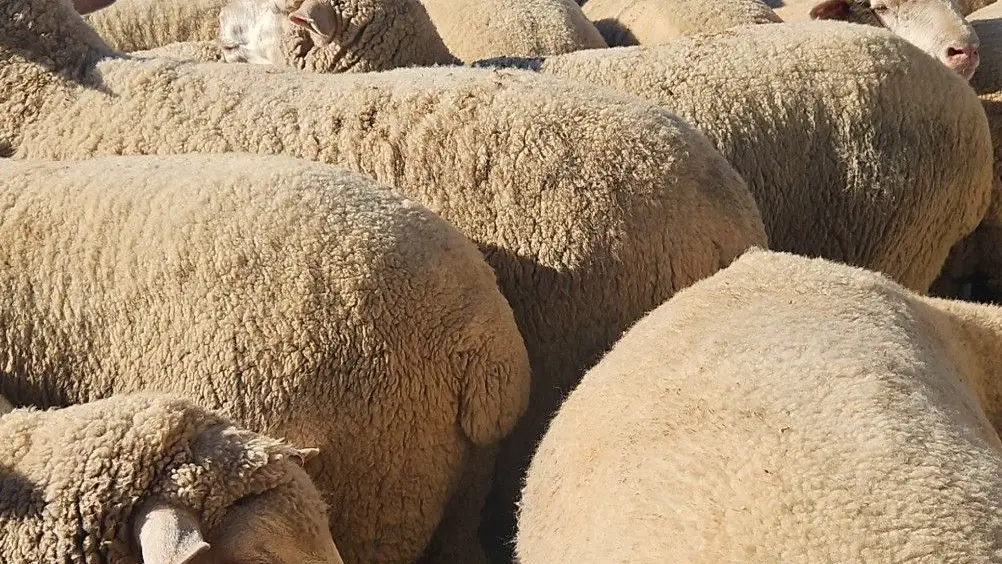Yearling steers reach 536c/kg, export lambs $410/head