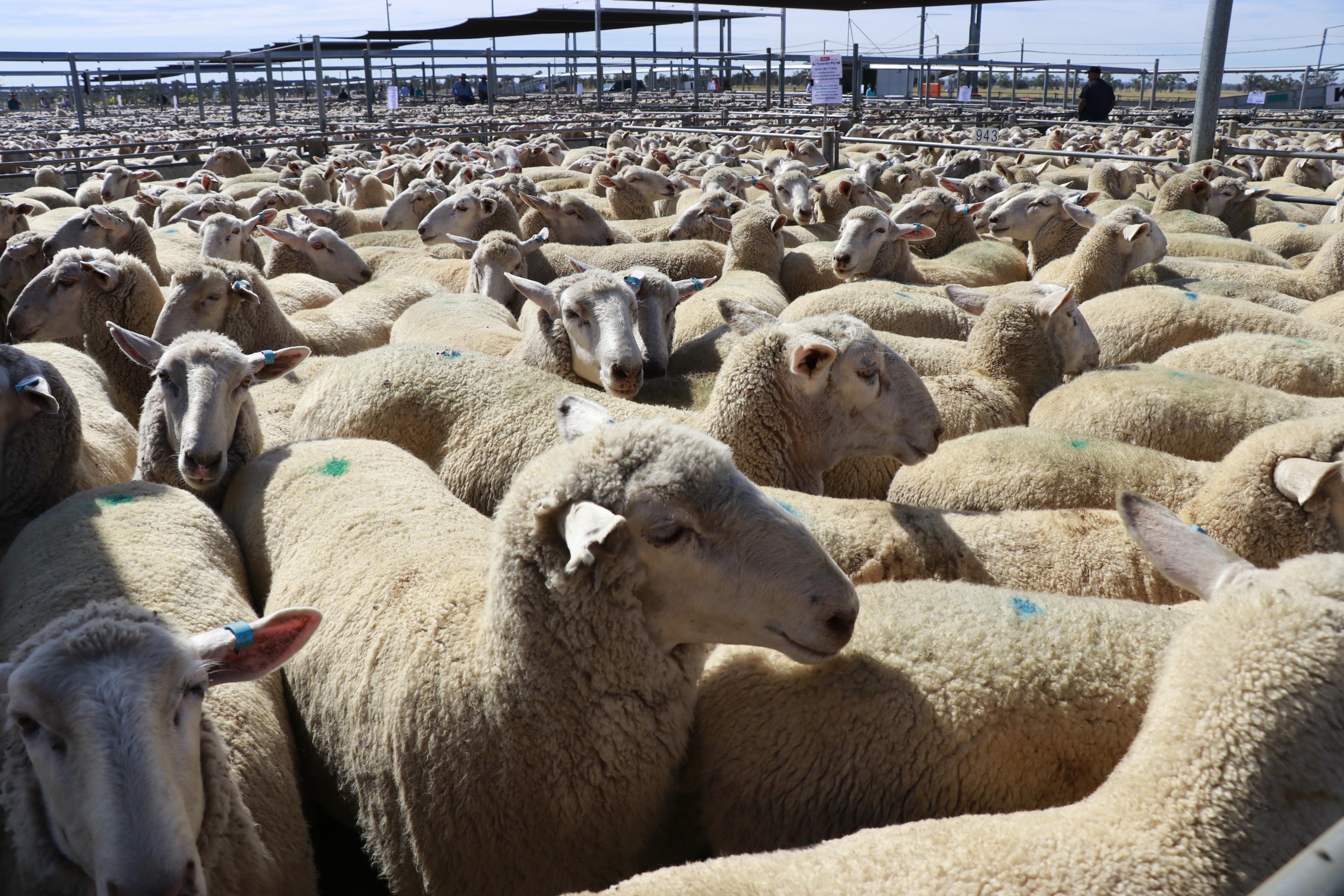 Market lifts for store lambs, Merinos to $291 a head