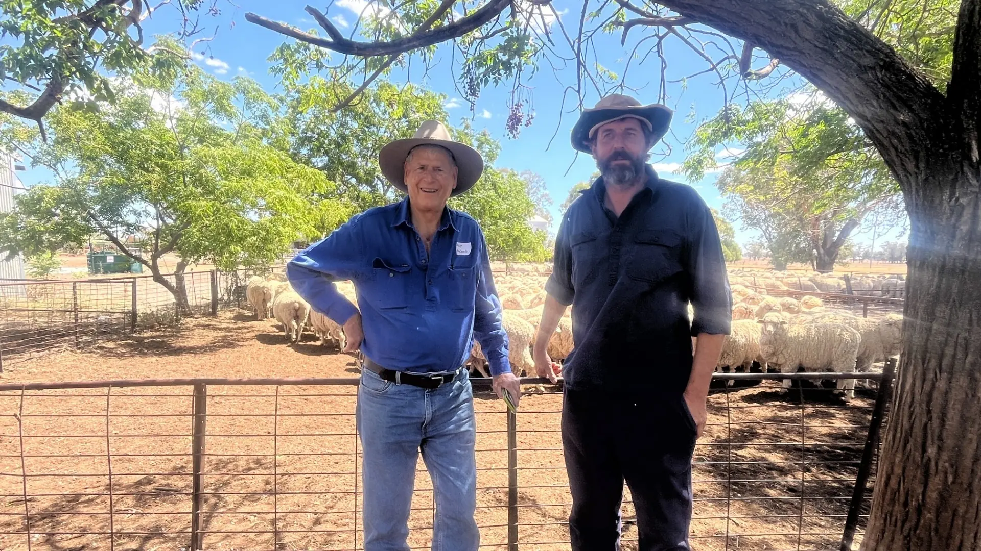 Waratah ewes shine in dry season