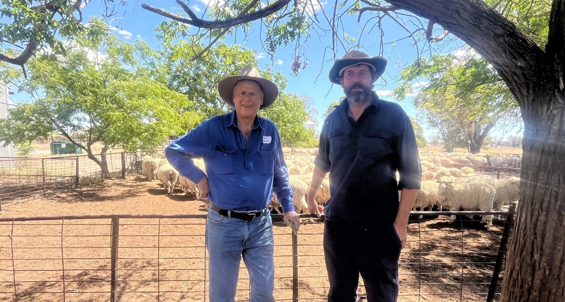 Waratah ewes shine in dry season