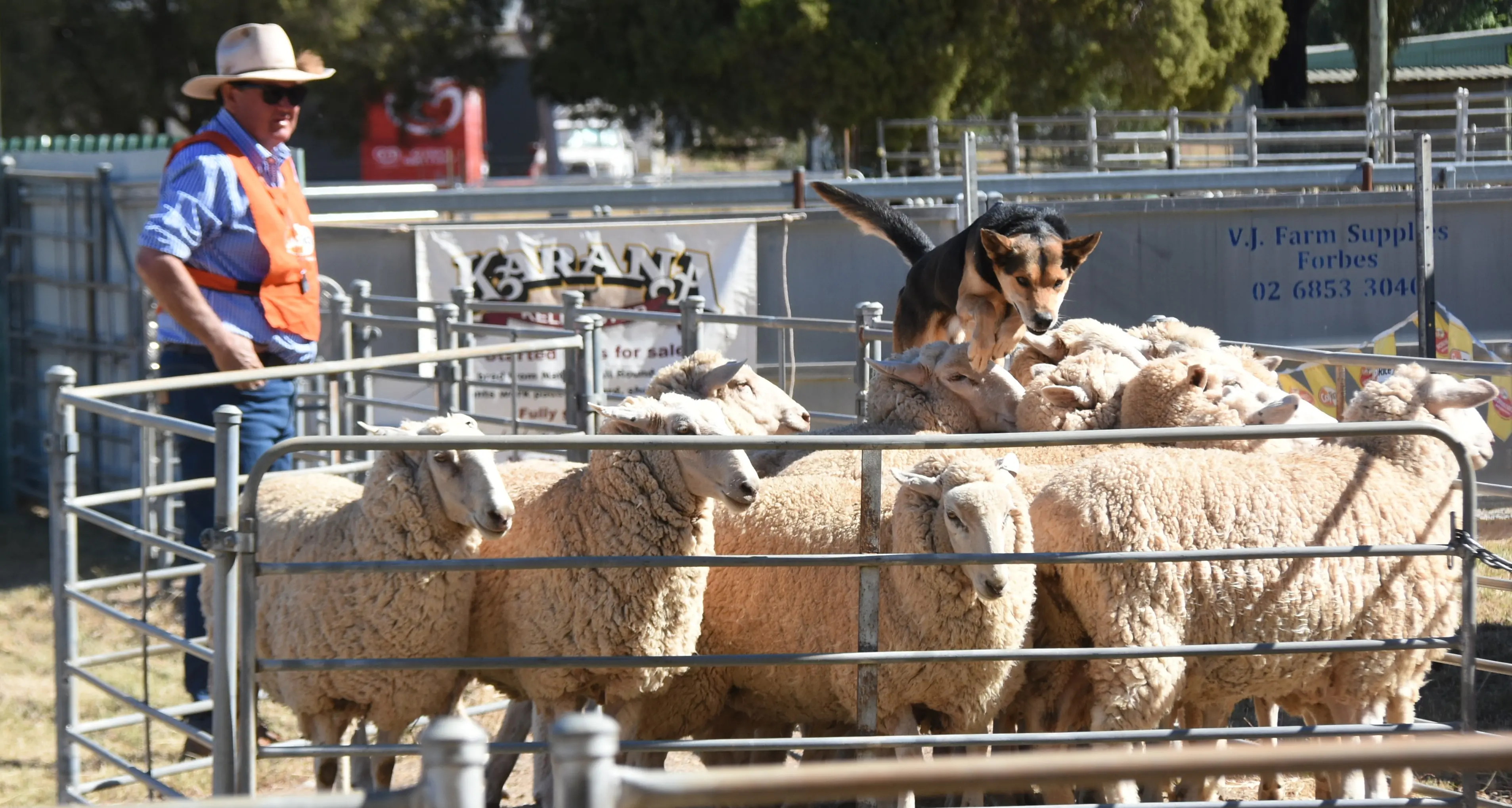 Best put to test in Eugowra as Eugowra hosts State utility dog championships