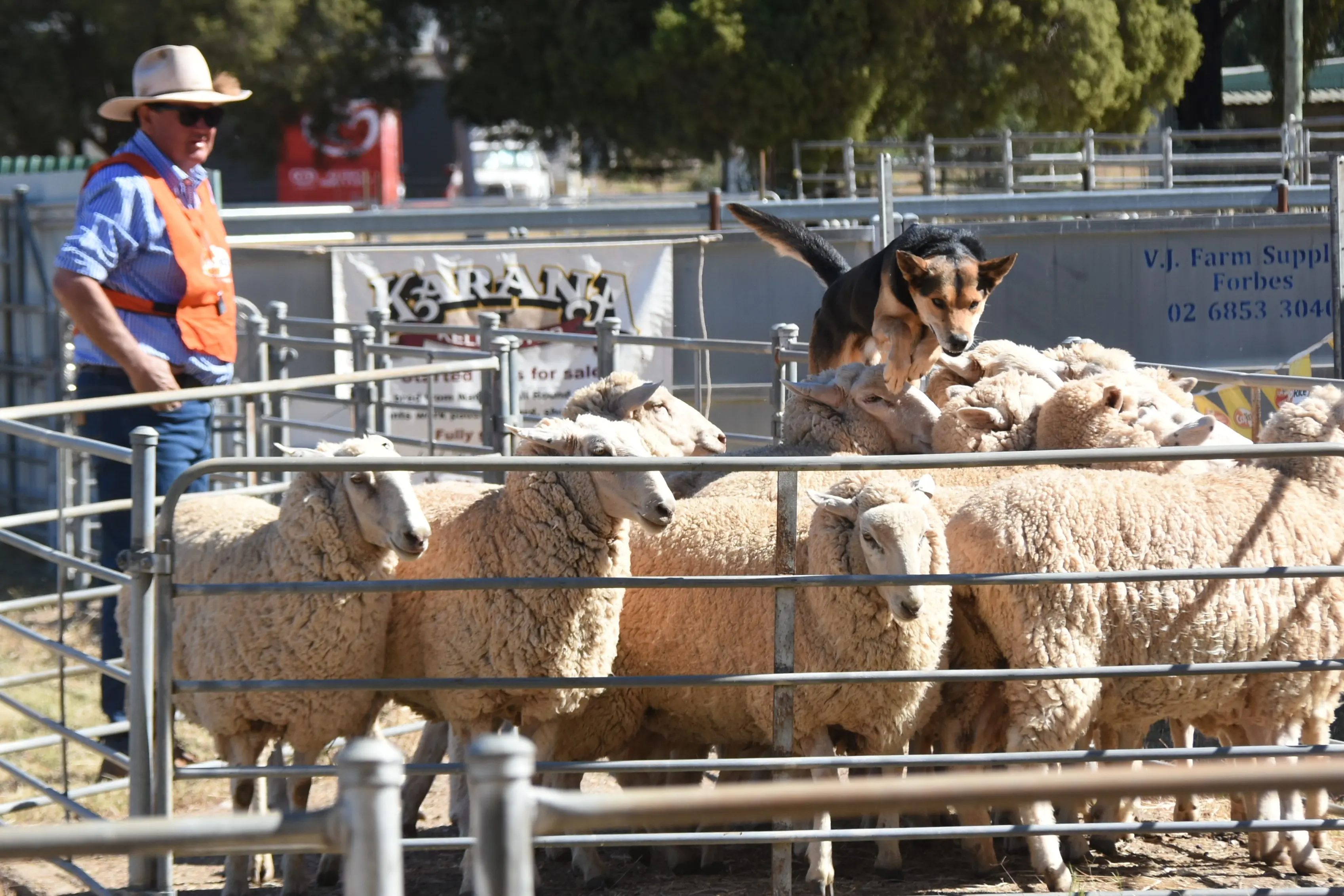 <p>Nyngan\\'s Gary White with White\\'s Pint. </p>\\n