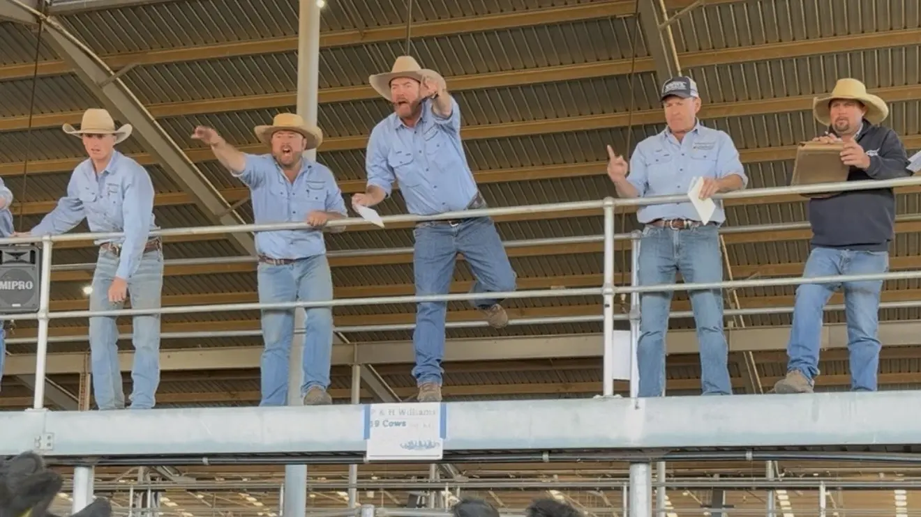 Strength in store cattle sale at Forbes