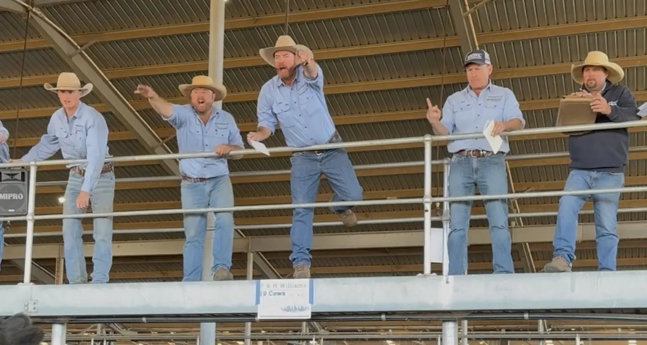 Strength in store cattle sale at Forbes