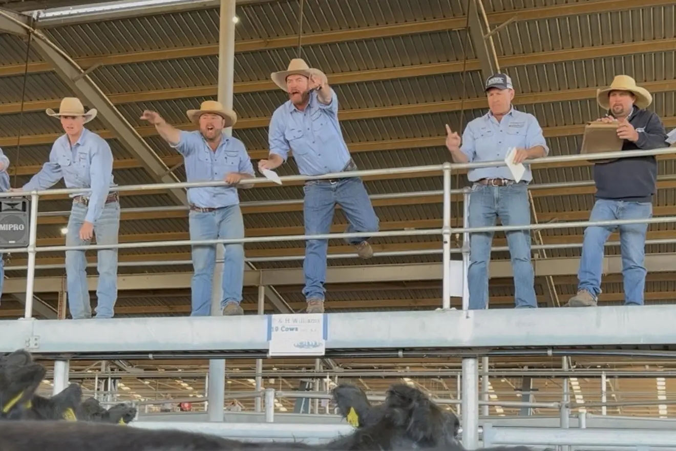 <p>Luke Whitty selling at Friday\\'s Forbes store cattle sale, Kevin Miller Whitty Lennon and Co. PHOTO: KMWL</p>\\n