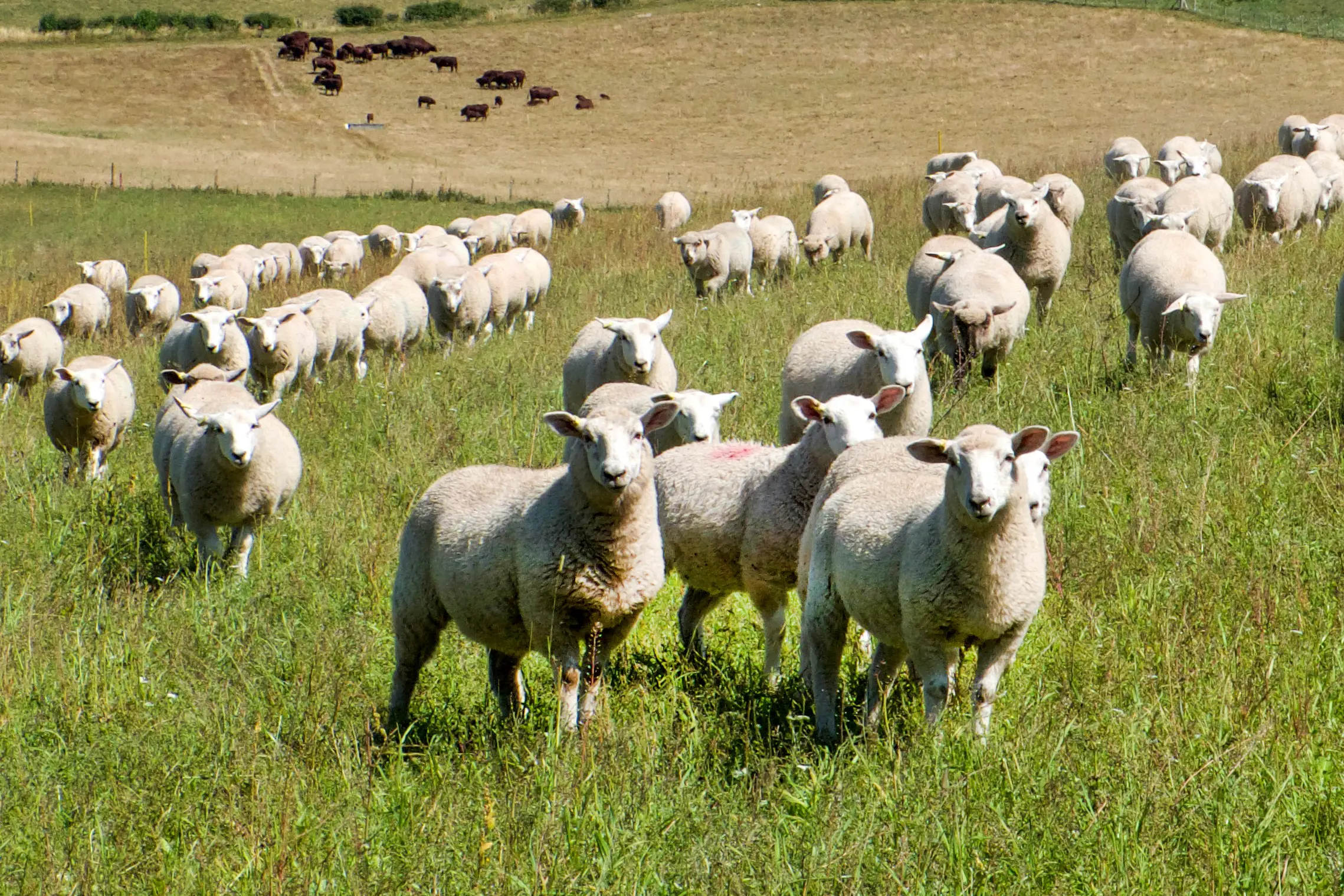 New laws to better protect animals