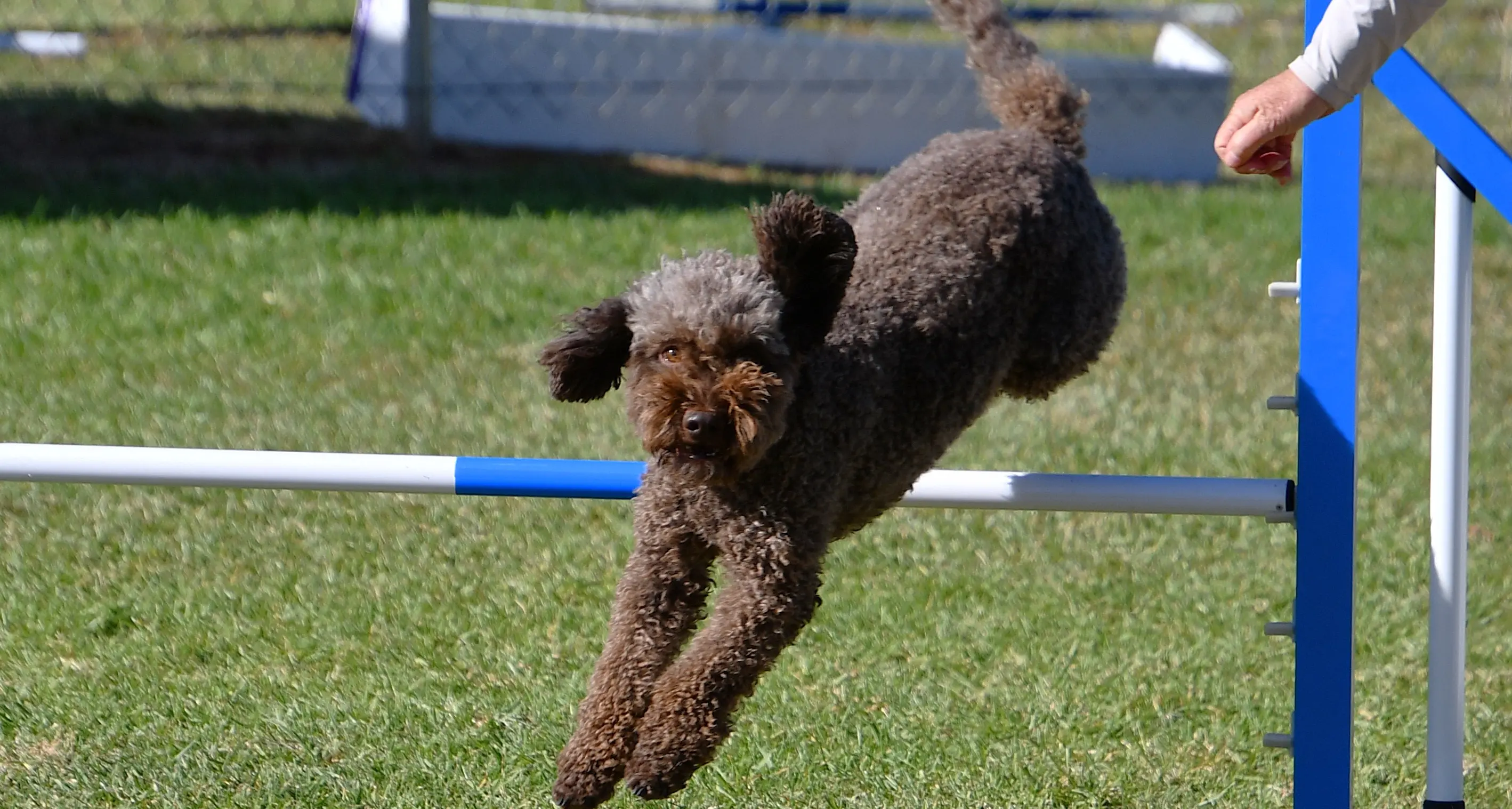Parkes pups leap to success at big trial