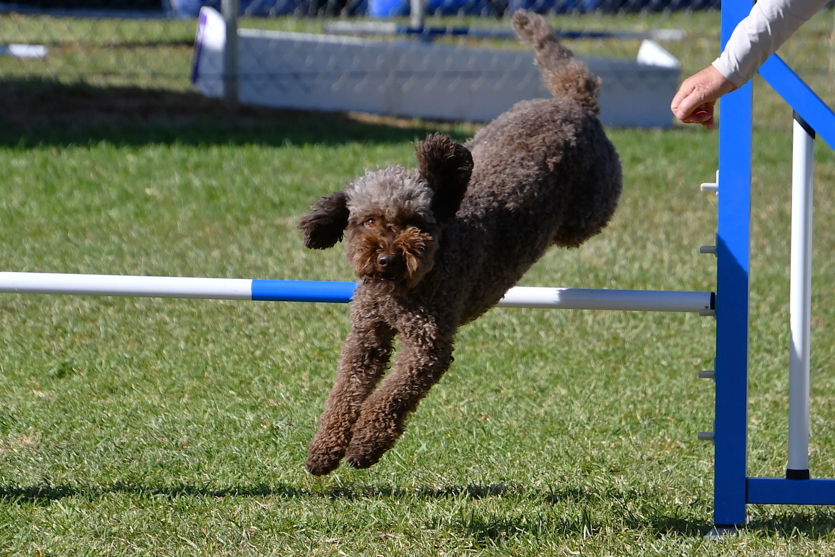 <p>Frida, a Lagotta, with her handler Mara Roberts in the Masters Jumping. PHOTOS: Jenny Kingham</p>\\n