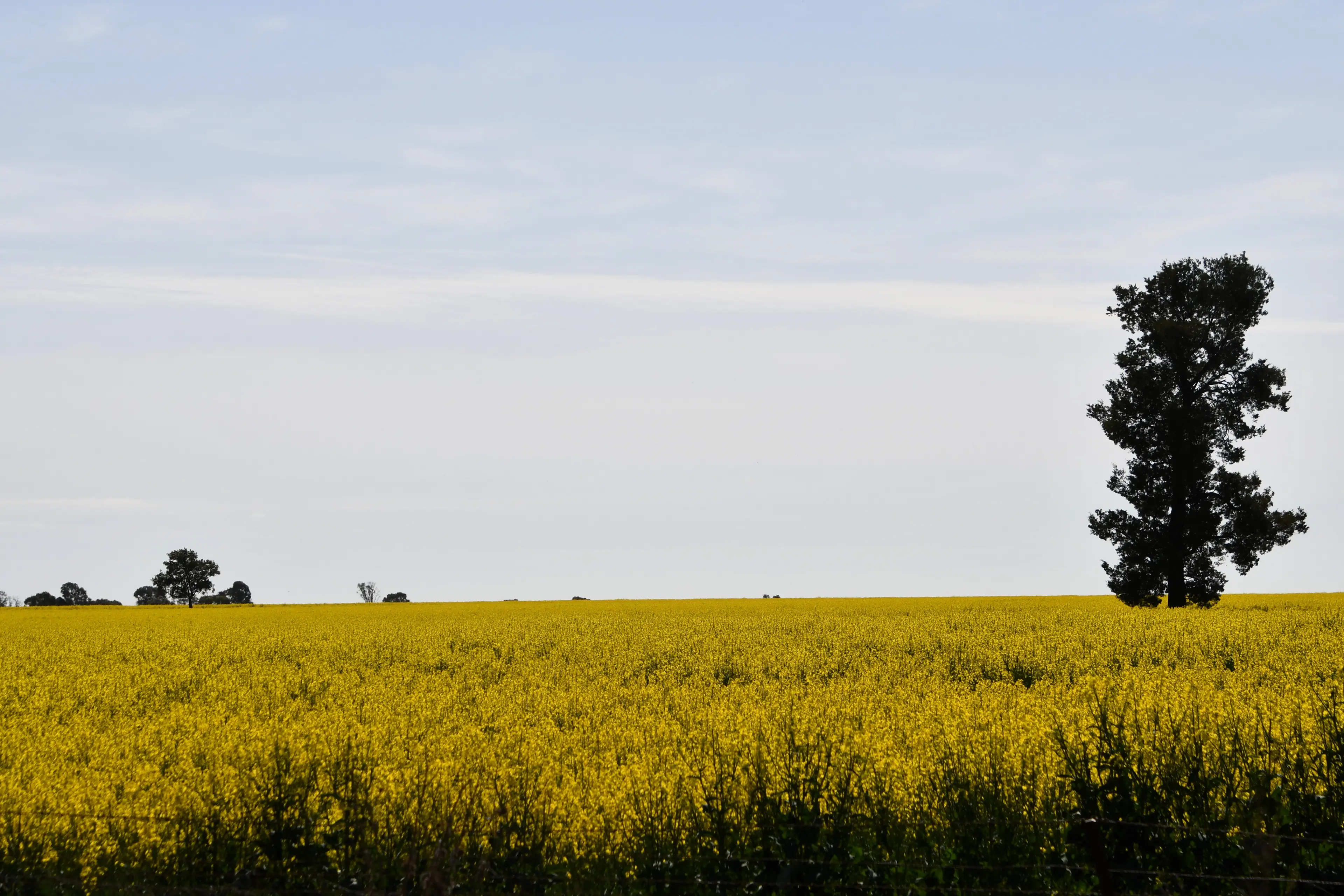 <p>The Parkes Energy from Waste Environmental Impact Statement will be released in the coming months.</p>\\n