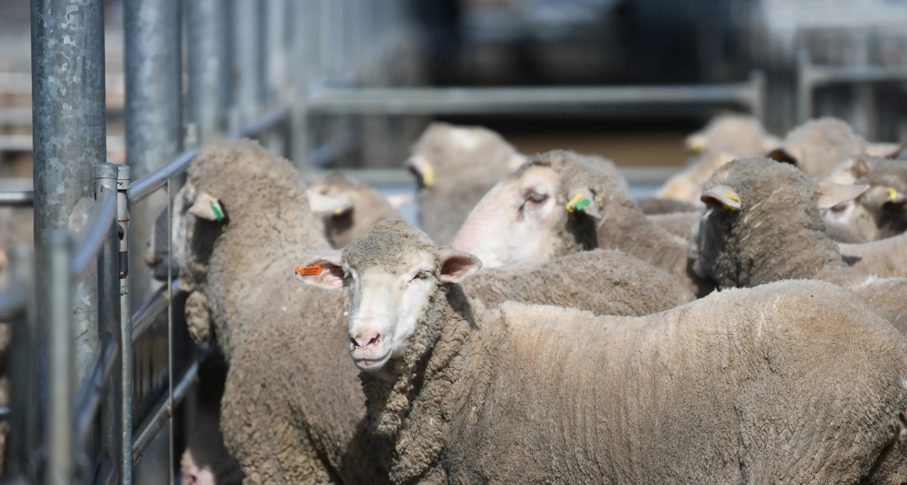 Lambs top $397, Merino ewes $335 in another strong market