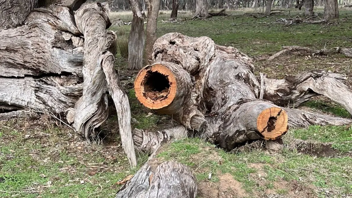 Residents urged to protect biodiversity by leaving dead wood in place