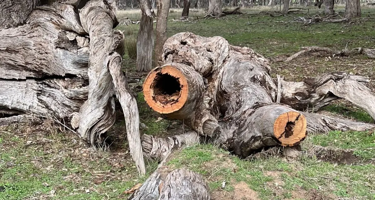 Residents urged to protect biodiversity by leaving dead wood in place