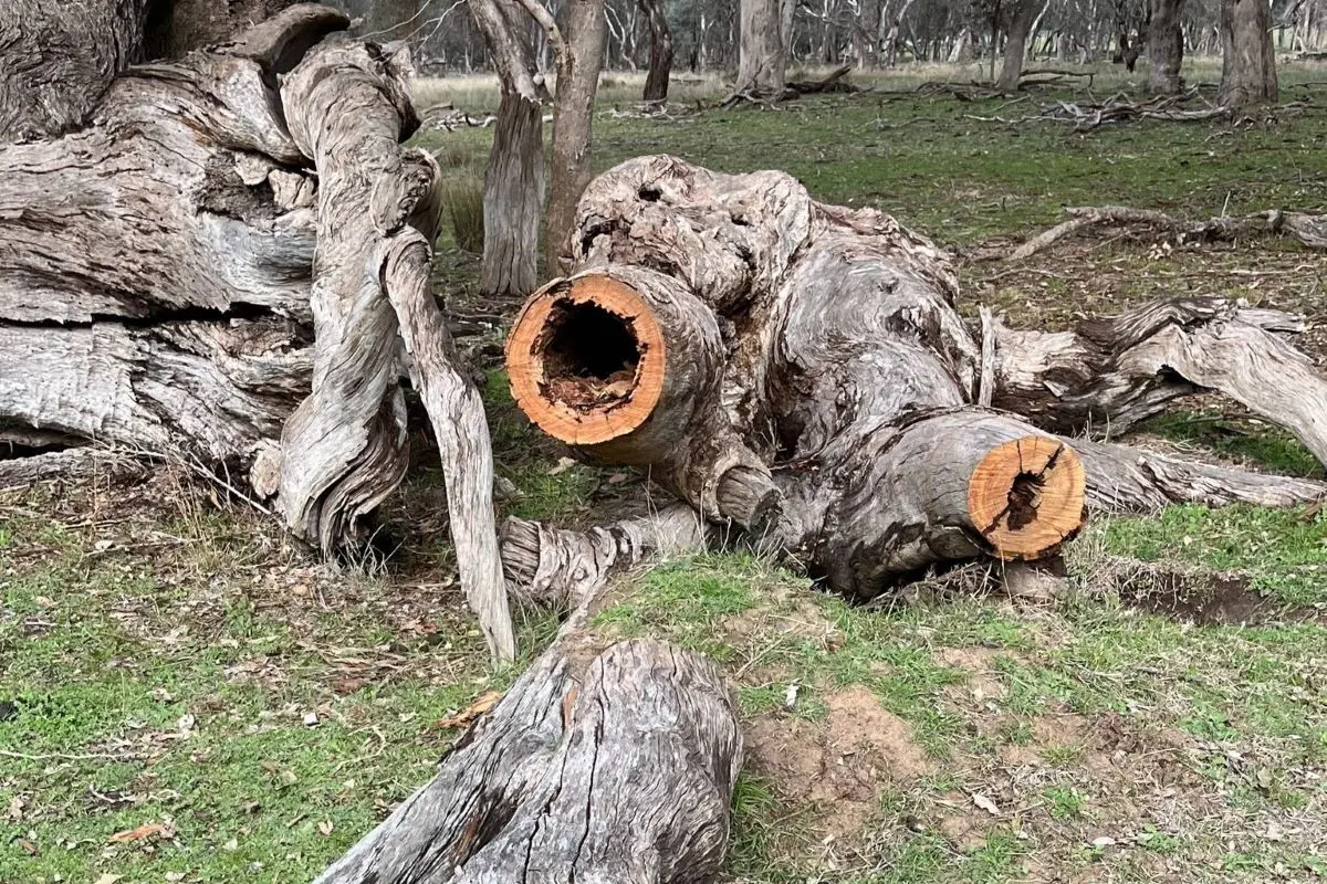 <p>Removing dead wood contributes to the decline of local ecosystems and loss of habitats for native wildlife.</p>\\n