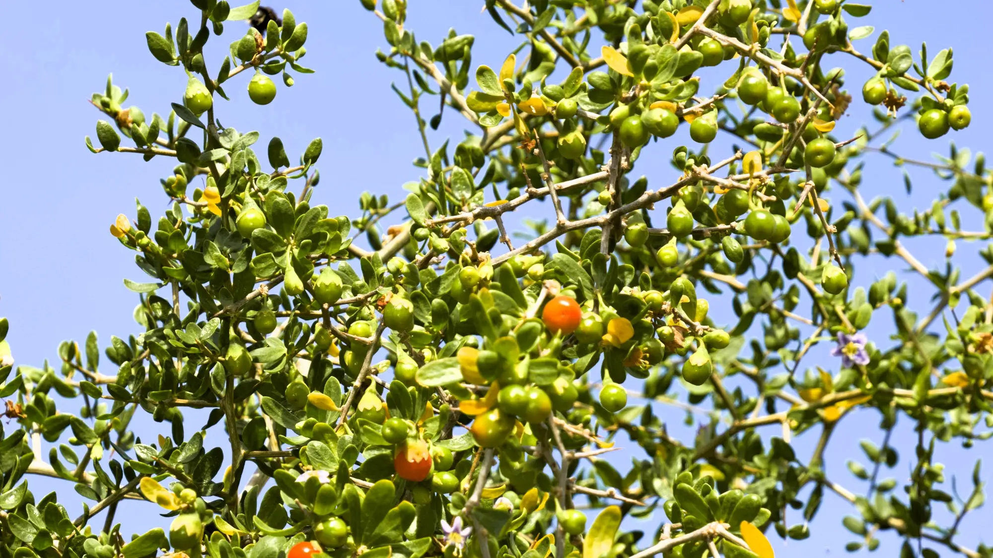African boxthorn: A threat to local biodiversity and agriculture