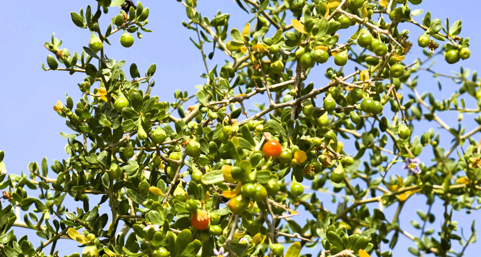 African boxthorn: A threat to local biodiversity and agriculture