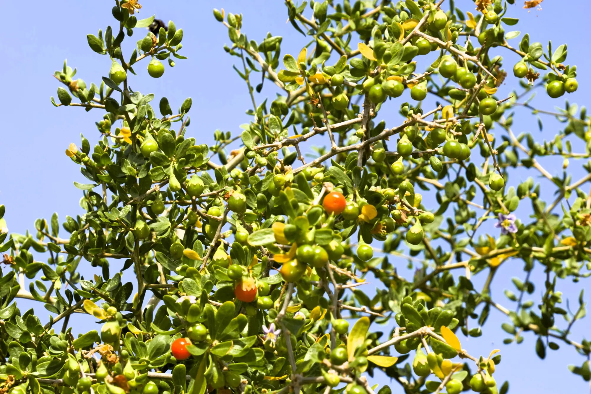 <p>African boxthorn is a highly invasive weed that continues to pose serious risks to the environment and agricultural productivity in the Parkes Shire.</p>\\n