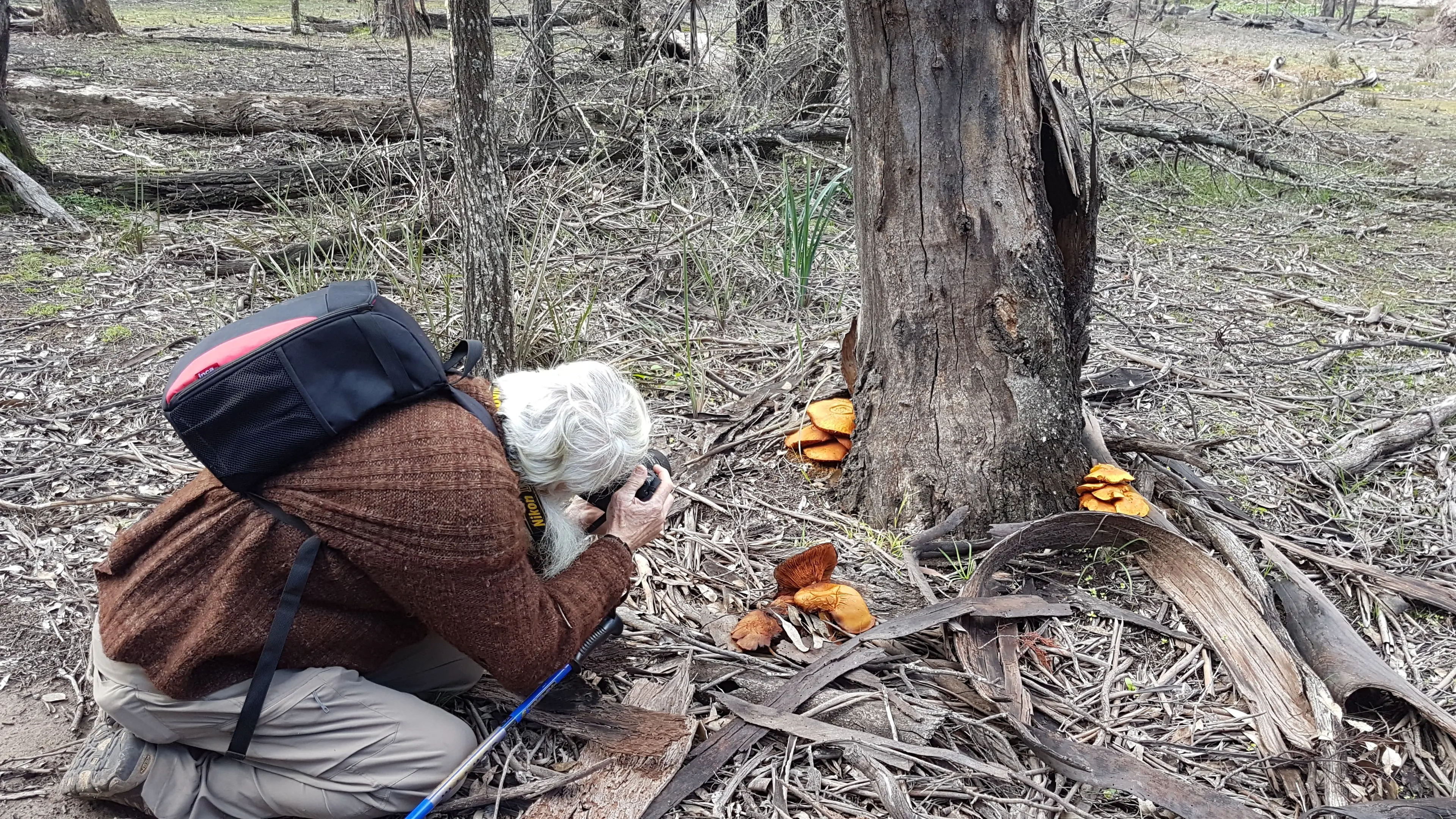 ‘Plants of Parkes and Forbes’ book to launch this month